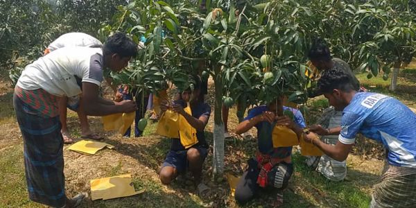 নওগাঁয় যত যত্নে আম হয়, তত রপ্তানি হয় না, কারণ কী